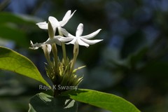 Jasminum sambac